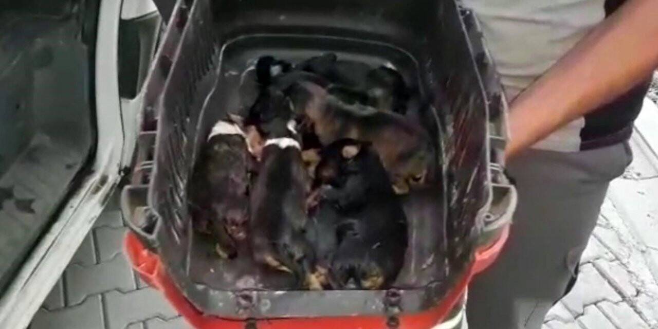 Sulama kanalında mahsur kalan köpek ve 6 yavrusu kurtarıldı