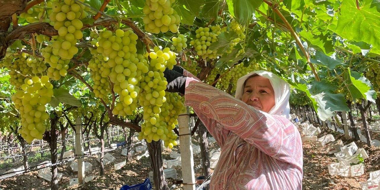 Sarıgöl’de erkenci üzüm hasadına başlandı