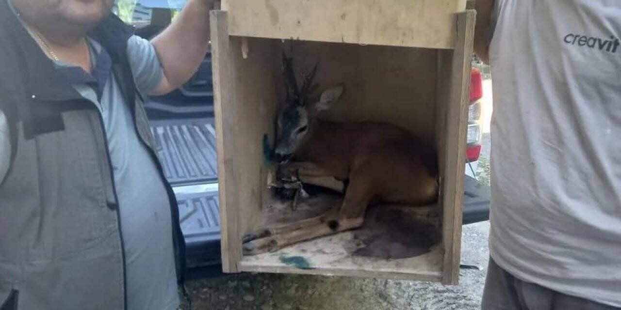 Köpeklerin saldırısından kaçan karaca tedavi altına alındı