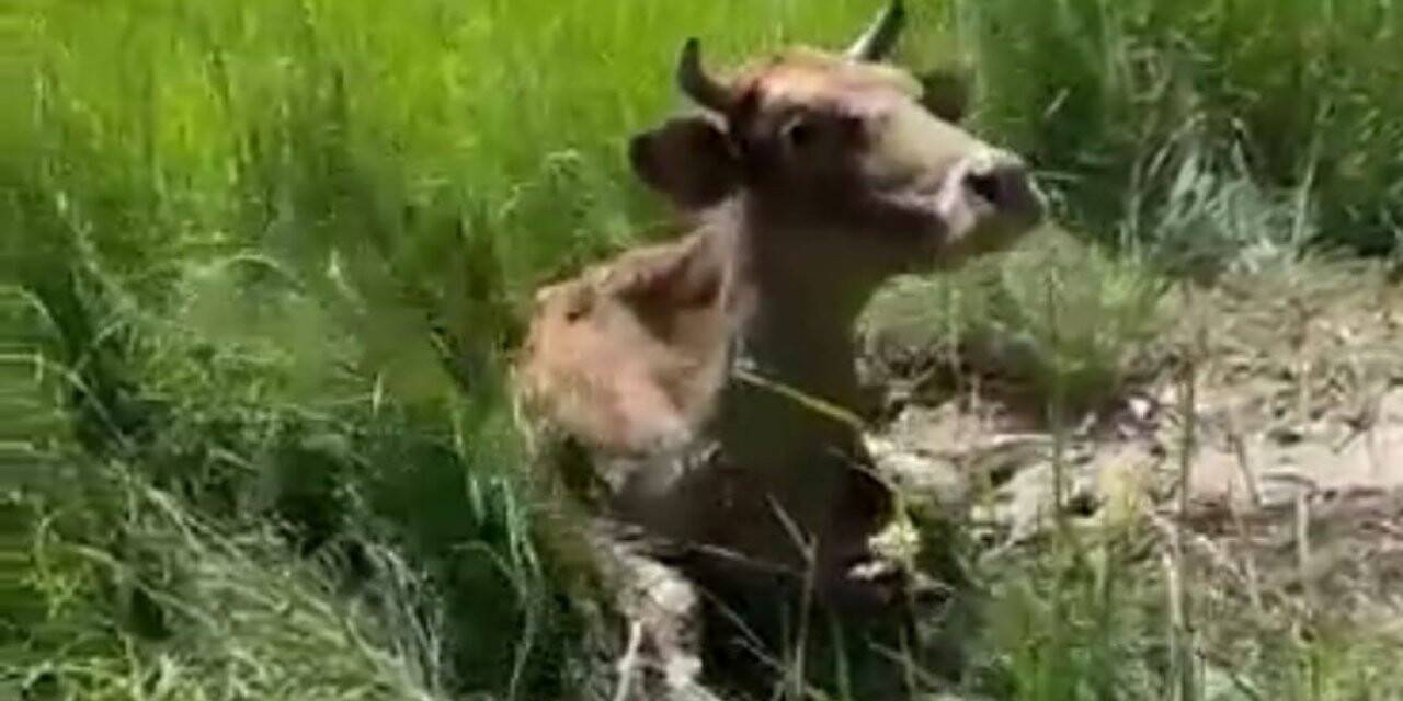 Batman’da bataklığa saplanan inek vatandaş ve itfaiye ekiplerinin yardımıyla kurtarıldı