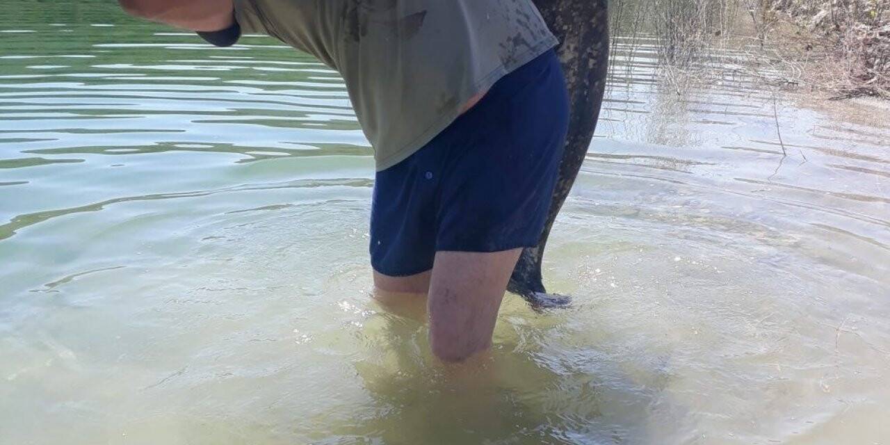 Gölde yakaladığı dev yayın balığını sırtında zor taşıdı