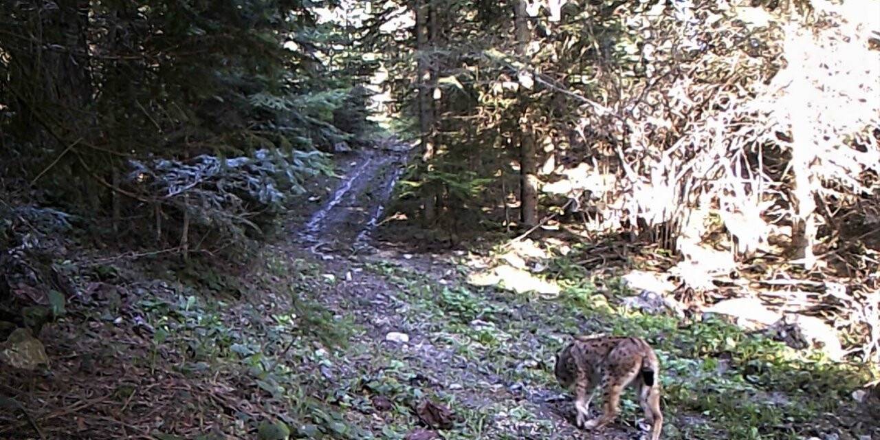 Karabük ormanlarındaki yaban çeşitliliği fotokapanla görüntülendi