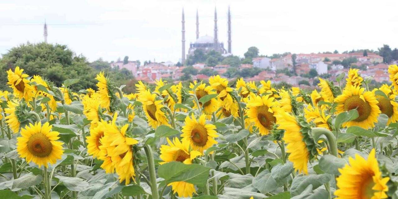 İlaçlama yapılan tarlalarda tırtıldan eser kalmadı