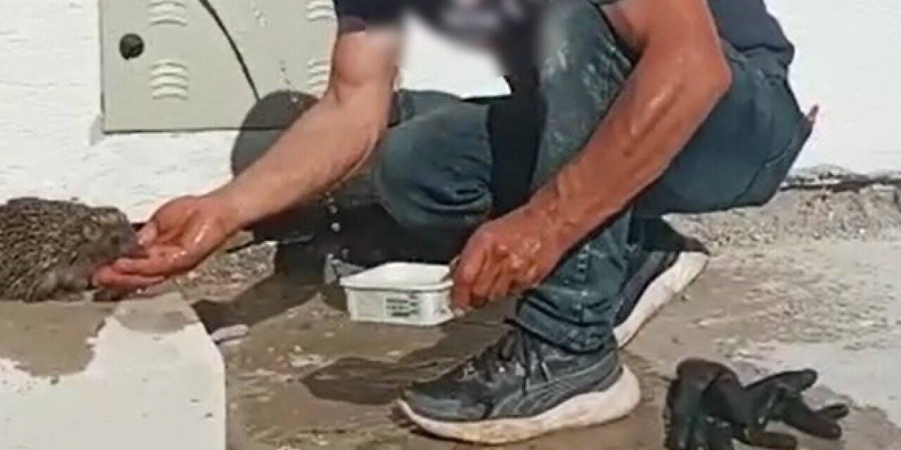 Bitkin halde bulduğu kirpiye elleriyle su içirdi