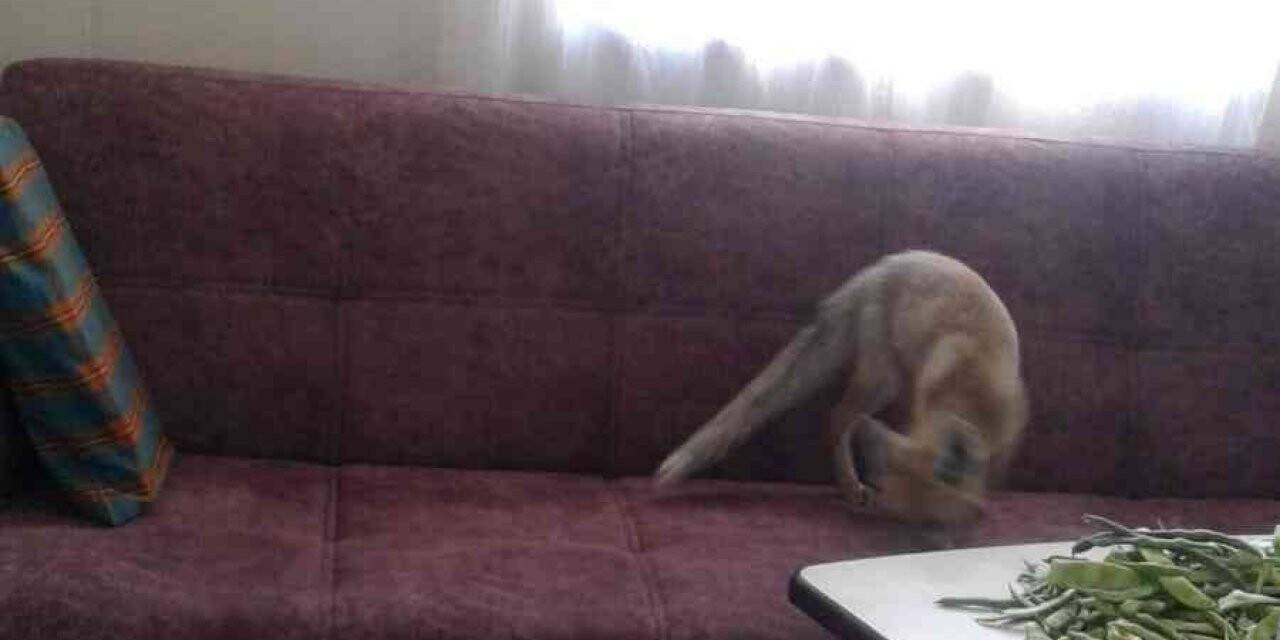 Yolunu şaşıran tilki eve girdi