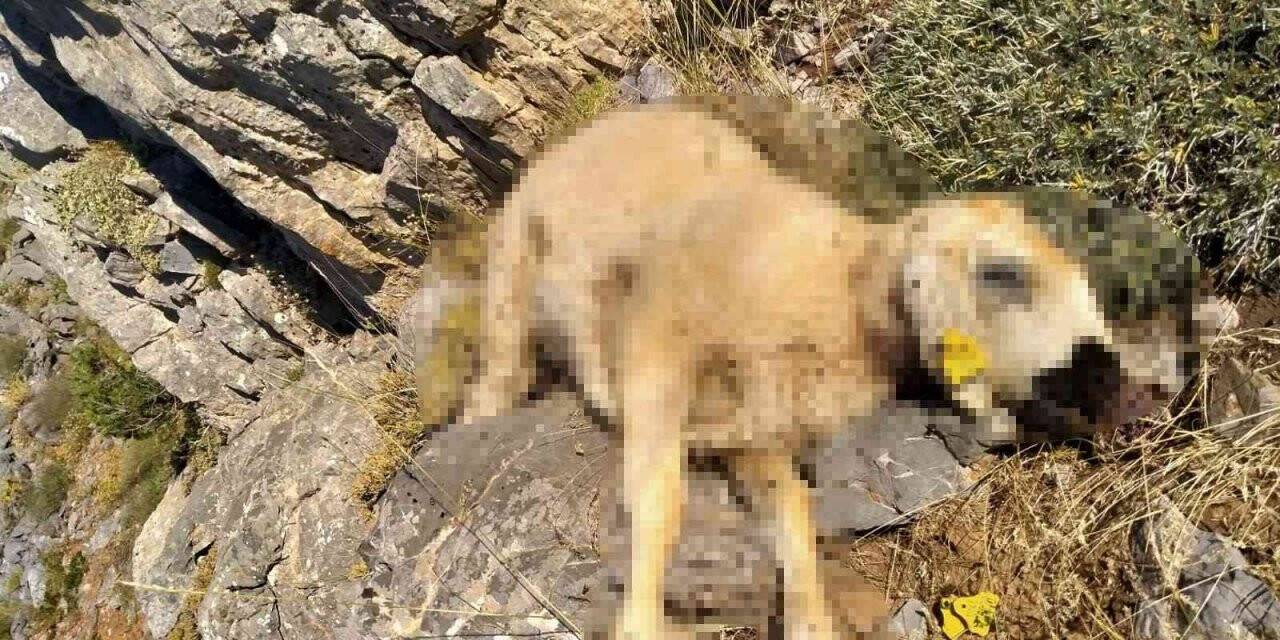 Malatya’da kurtlar 18 koyunu telef etti