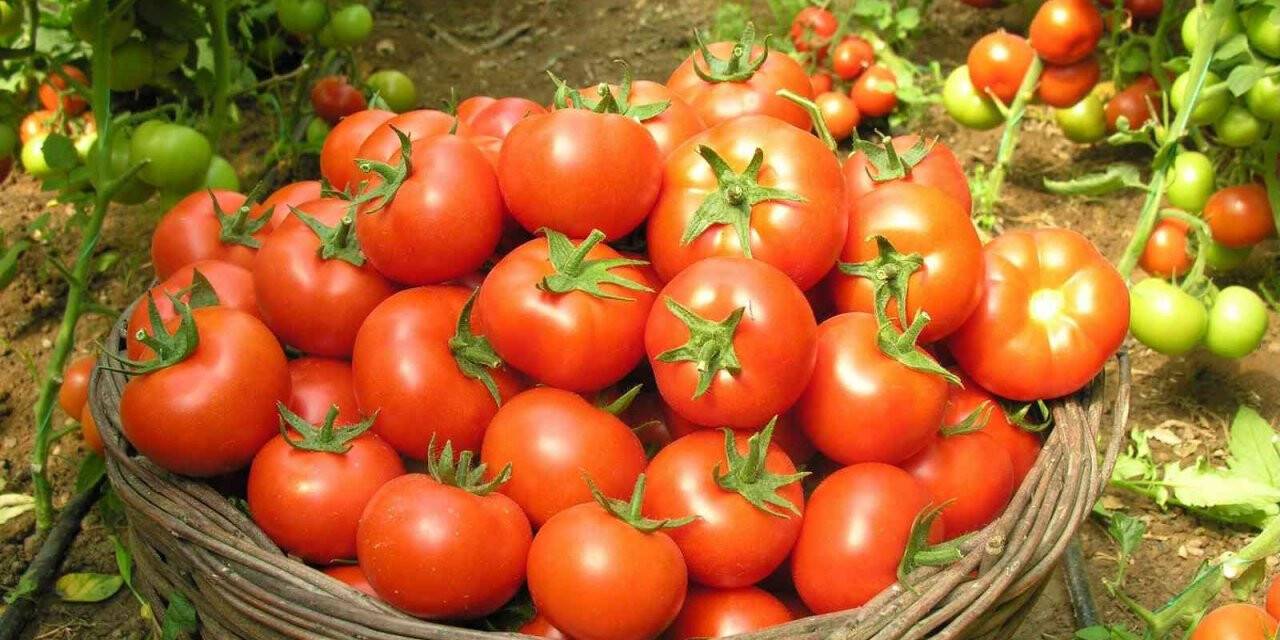 Çameli’nde ’En iyi domates’ yarışması düzenlenecek