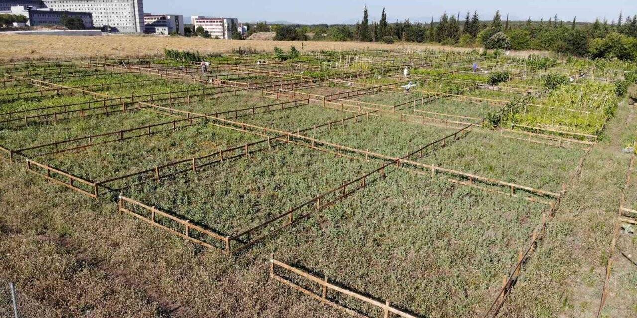 Üniversite personeli ekolojik bahçelerde doğa ile bütünleşiyor