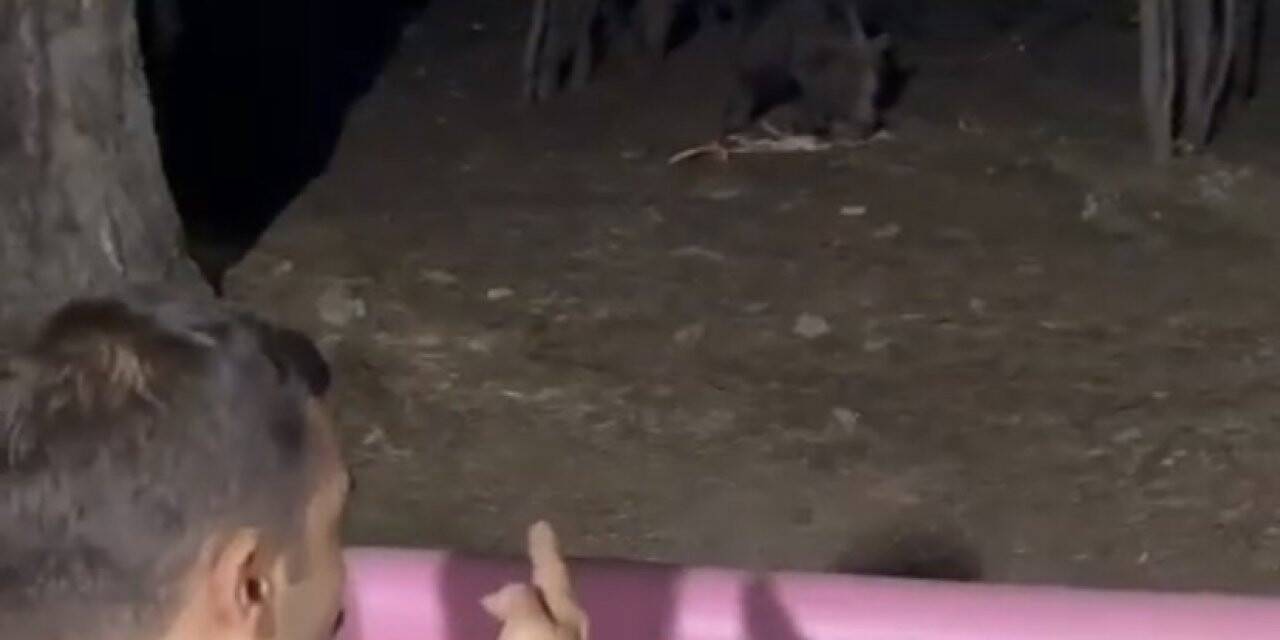 Uludağ’da bahçesine gelen ayıyla konuştu, o anlar kameralarda