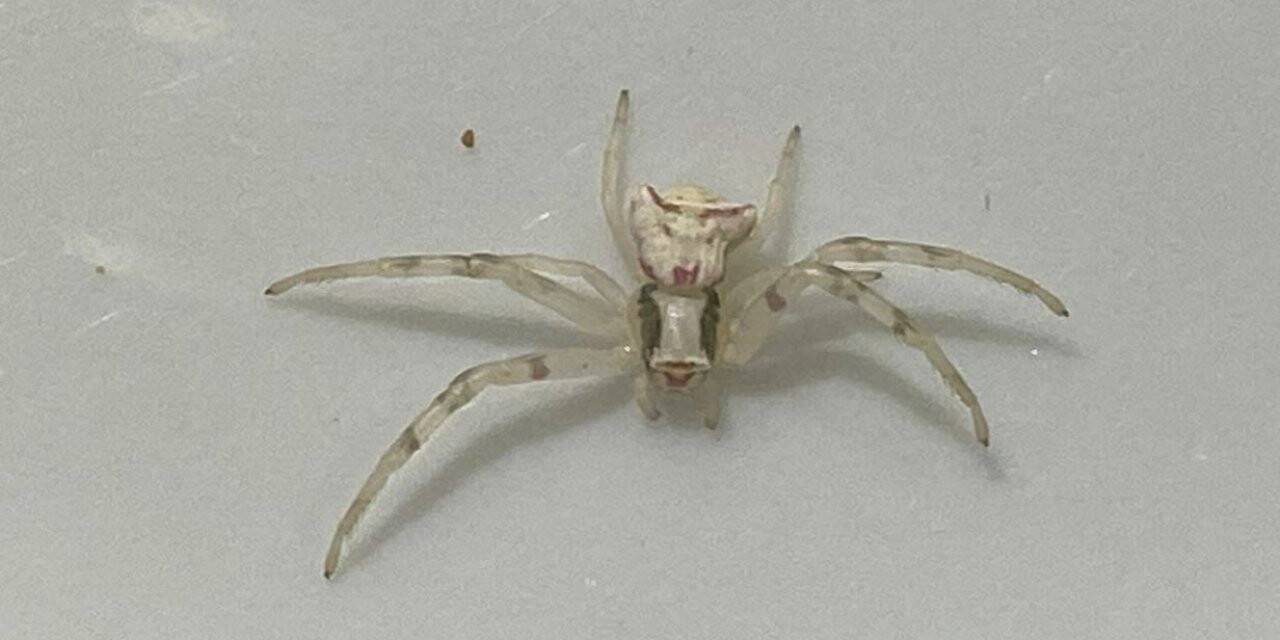 İnsan yüzlü örümcek görenleri şaşkına çevirdi