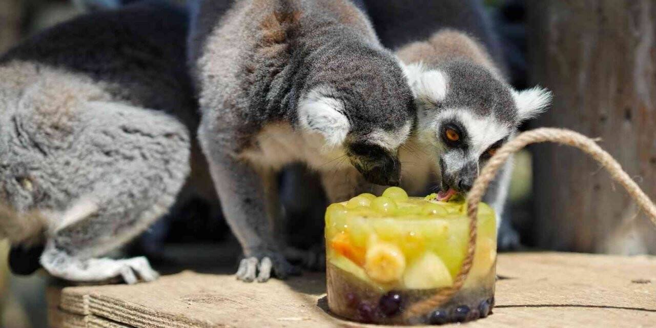 Doğal Yaşam Parkı’nda iştah açan buzlu menü