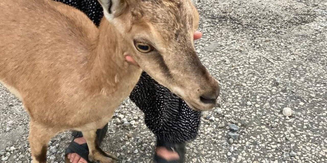 Yolunu şaşıran dağ keçisini köylüler buldu