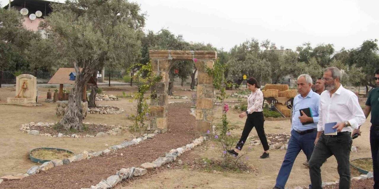 Tarsus’ta ’Zeytin Gen Koruma Alanı’ açılıyor