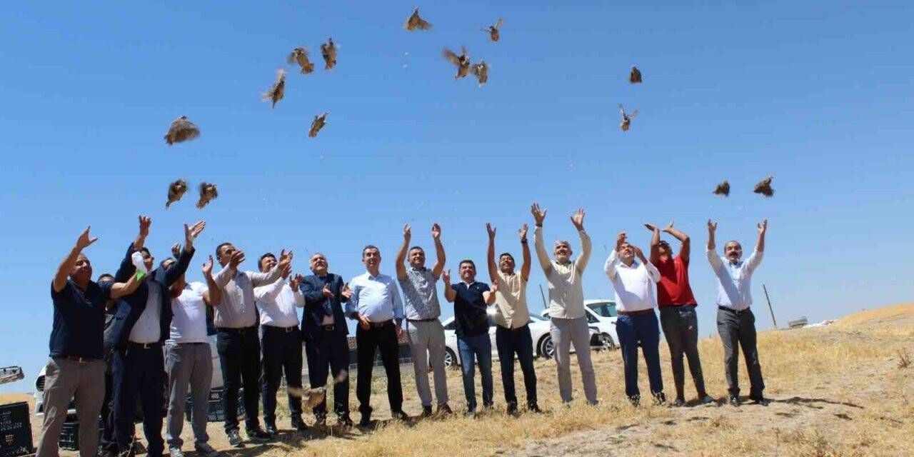 Batman’da süne ile mücadele için doğaya keklik salındı