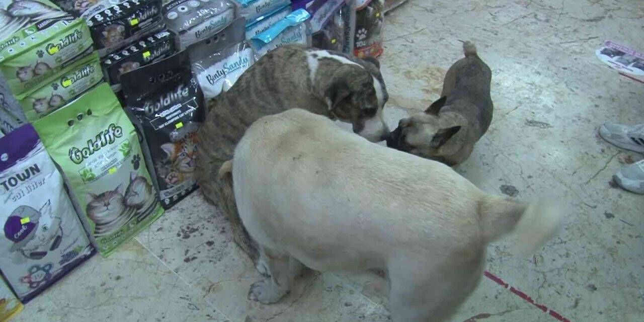 Üsküdar’da hayvana şiddet: Kendisinden kaçan köpeğe taşla saldırdı