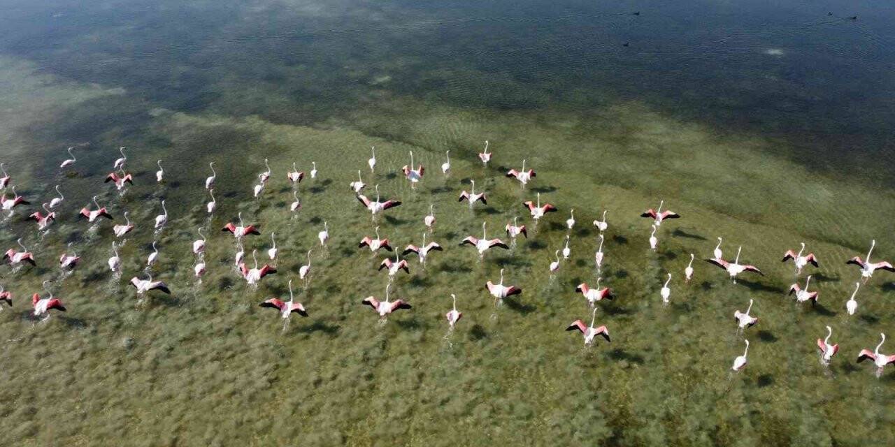 Arin Gölü’nün renkli misafirleri