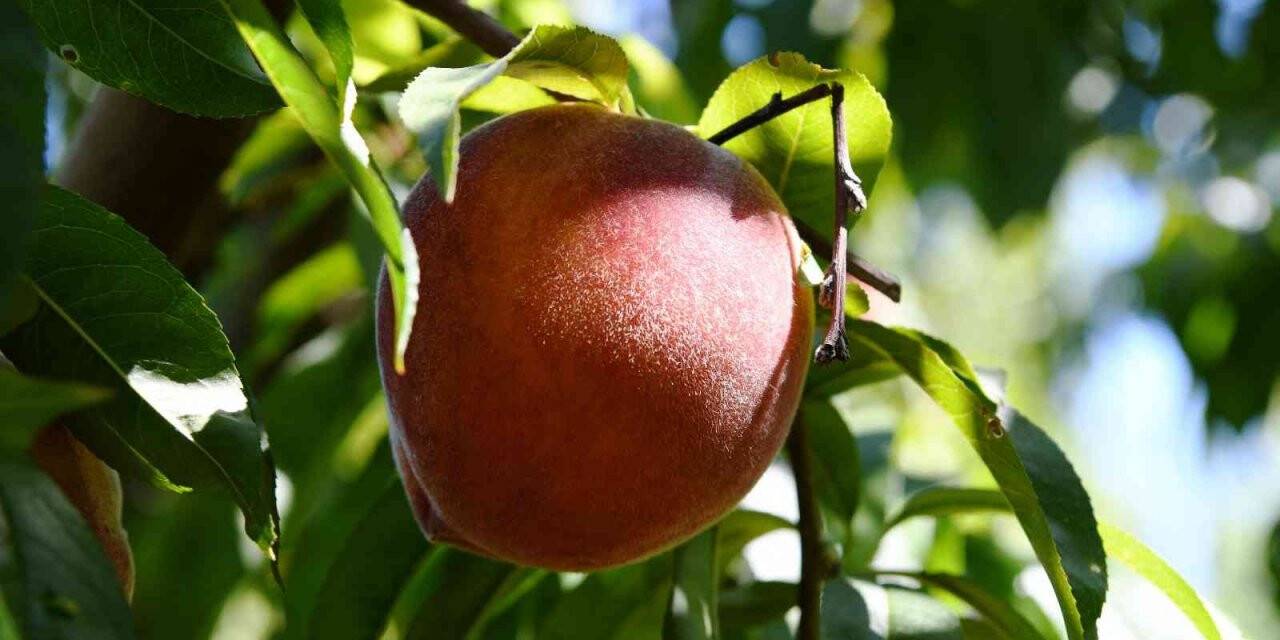 Lapseki şeftalisinde yüzde 25 rekolte artışı bekleniyor