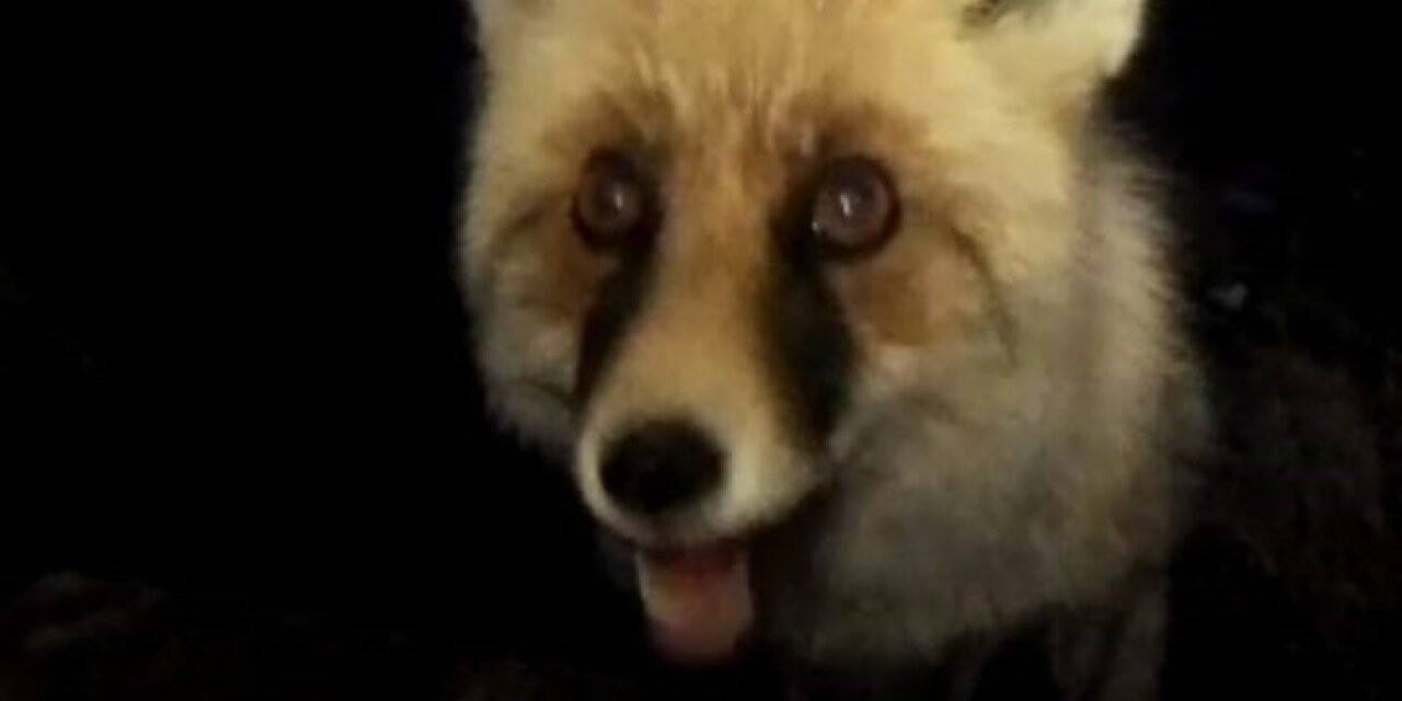 Her gün bakımevine gelen tilkiyi besliyor