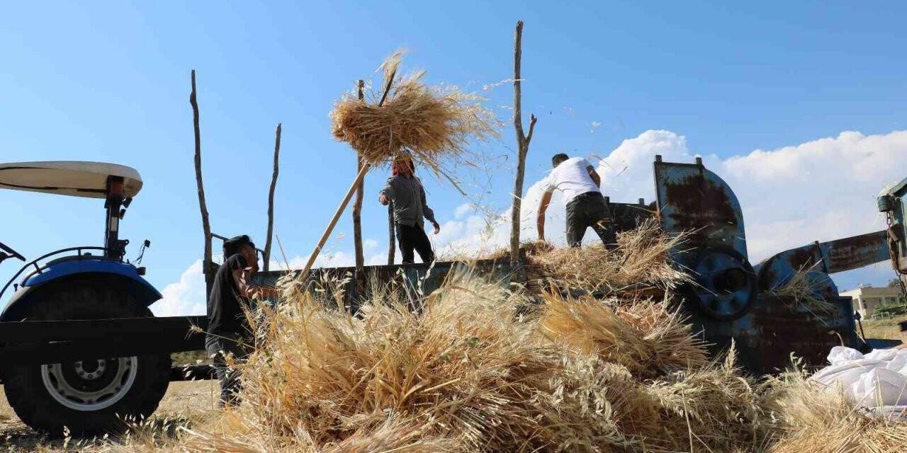 Kavurucu sıcakta kışlık yem mücadelesi