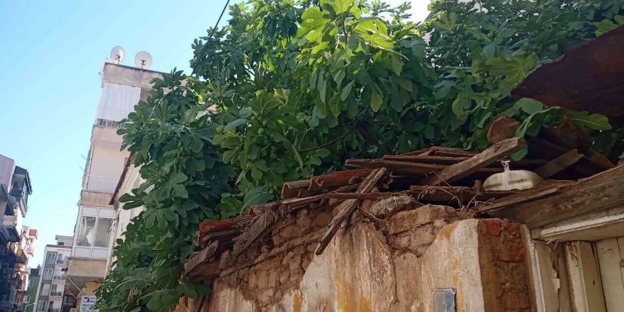 İncir ağaçları apartmanlara direniyor