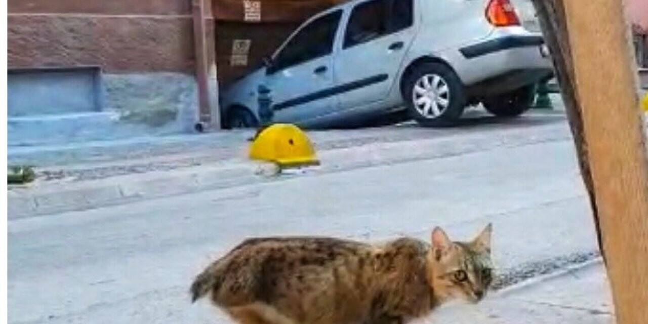 Bacağı ve kuyruğu olmayan kediyi tedavi ettirip yeni yuva buldular