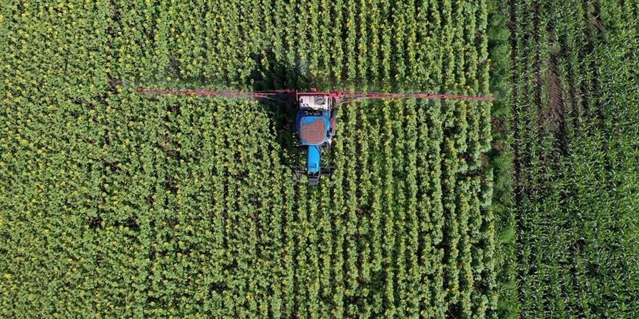 Ayçiçeği tarlaları çayır tırtılına karşı ilaçlanıyor