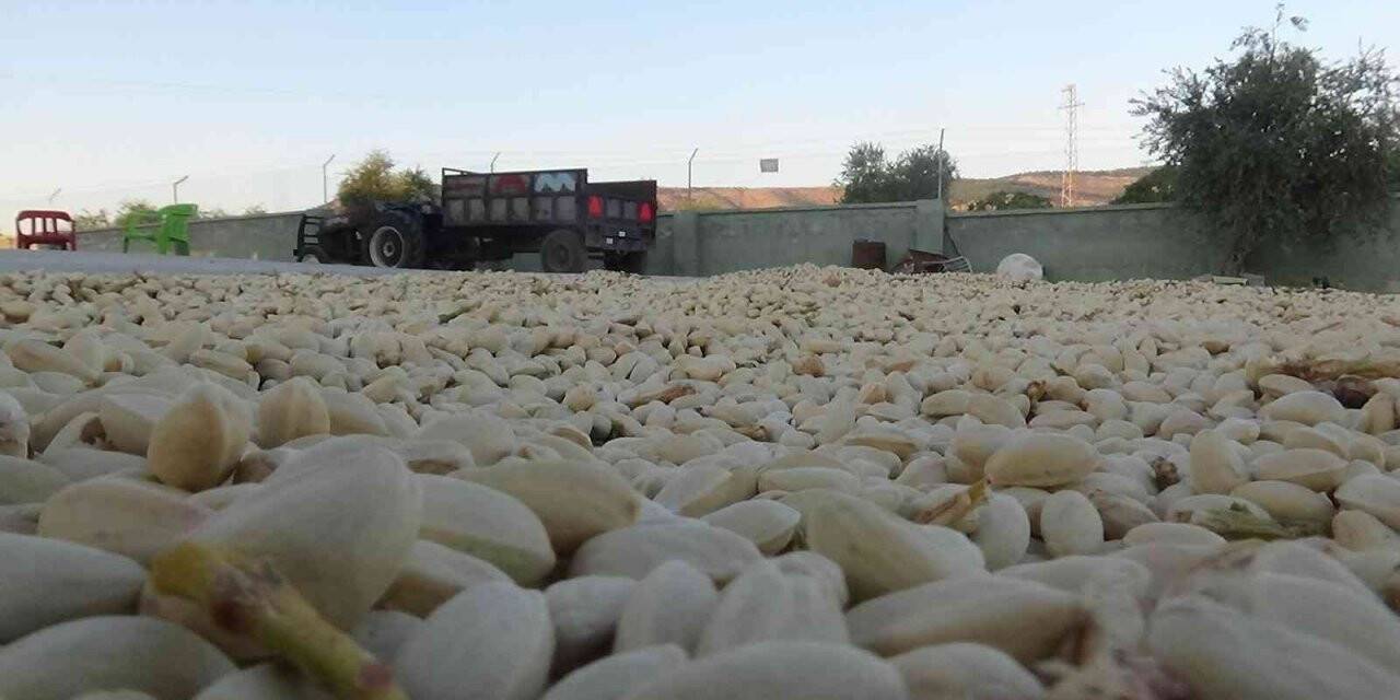 Kilis’te boz fıstıkları kavlatma işlemi başladı