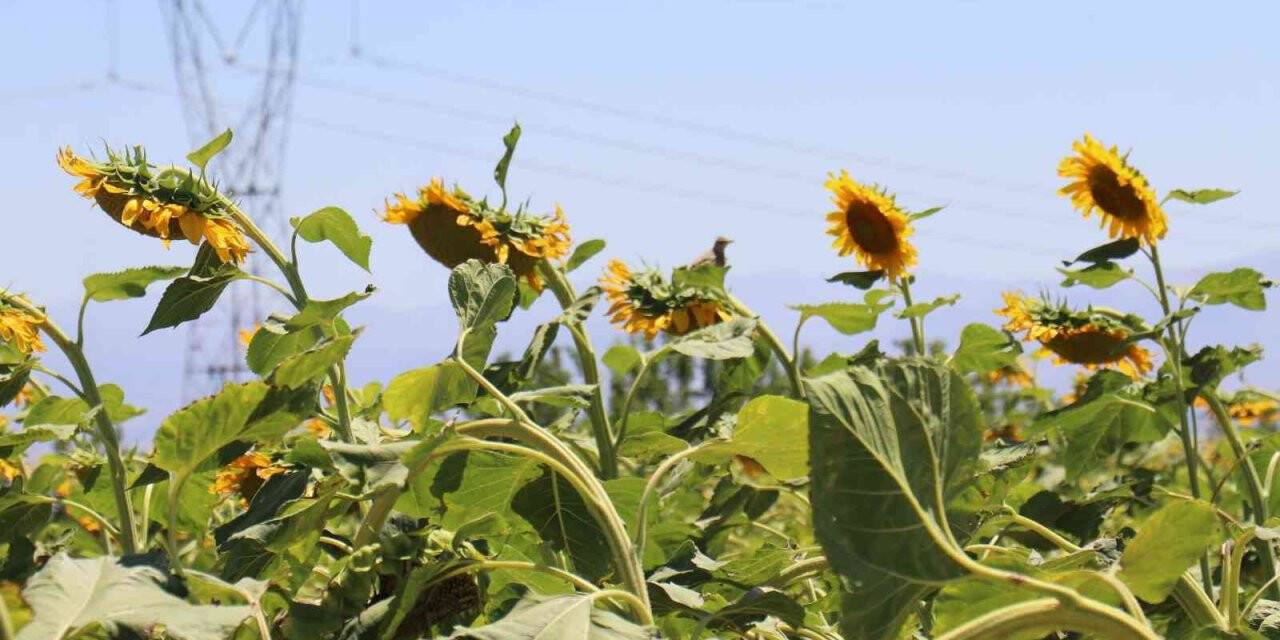 Ayçiçeği tarlaları hasat için gün sayıyor