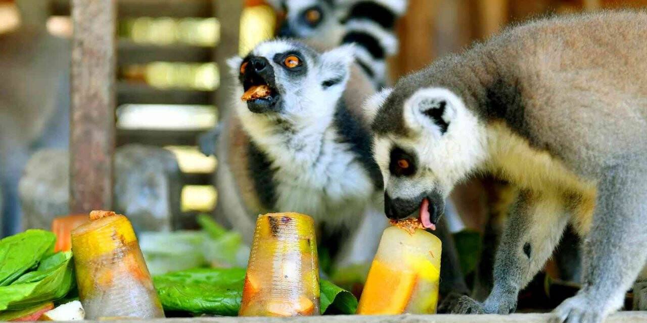 Tarsus Doğa Parkı’ndaki canlılar buzlu yiyeceklerle serinletiliyor