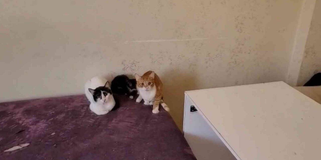 Bursa’da çöp evden onlarca kedi çıktı