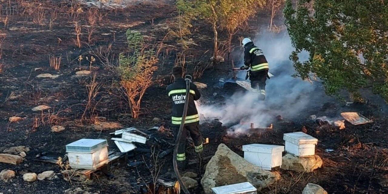 Tekirdağ’da binlerce arı diri diri yandı: 15 yıllık emek kül oldu
