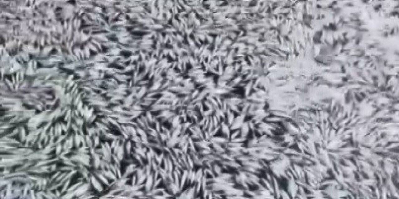 Bursa’da esrarengiz balık ölümleri