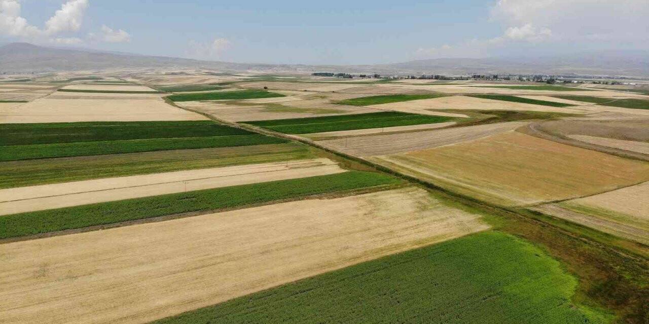 Kars’ta tarlalardan bereket fışkırdı