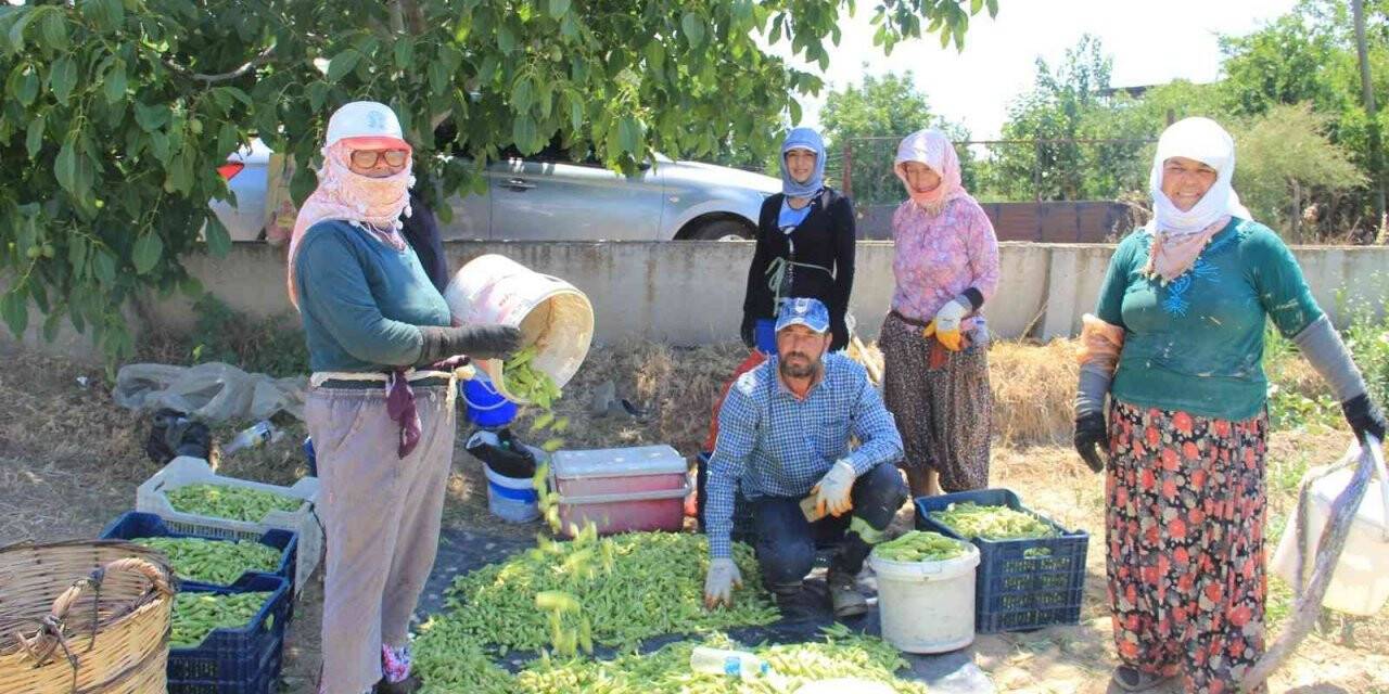 Bamya üreticileri aracılardan dertli