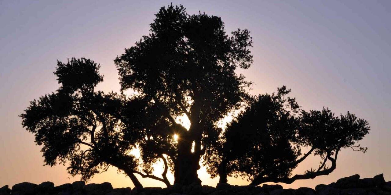 Ağaçların Göbeklitepesi 2 bin yıldır zamana meydan okuyor