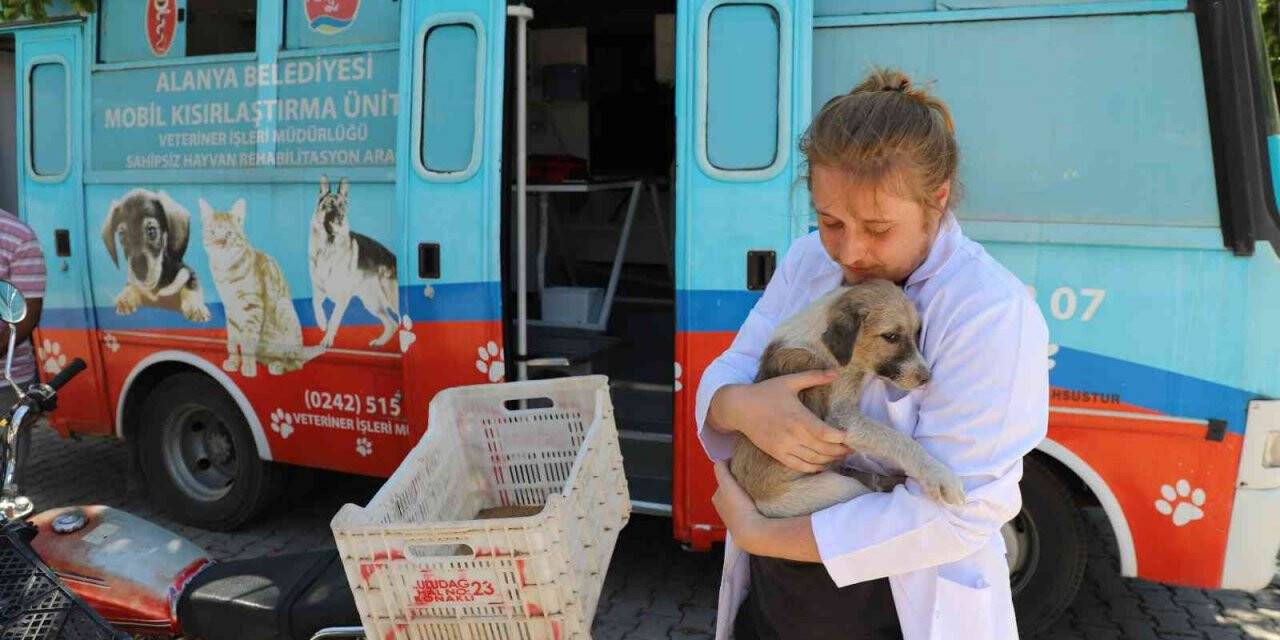 Alanya Belediyesi, kırsaldaki hayvanların bakım ve kontrollerini eksiksiz yapıyor
