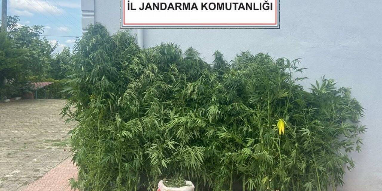 Sakarya’da 200 kök kenevir ve 6 kilo esrar ele geçirildi