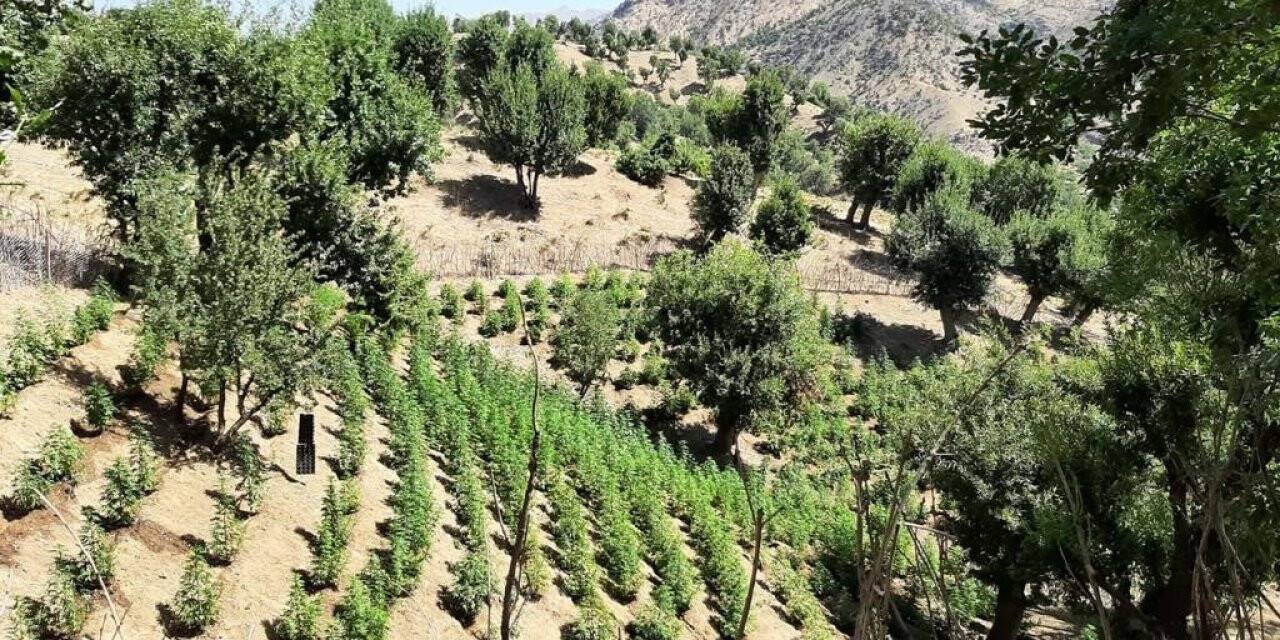 Bingöl’de  311 bin kök kenevir ele geçirildi