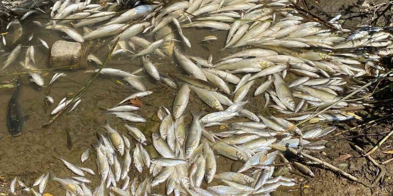 Gökırmak’ta yüzlerce balık telef oldu
