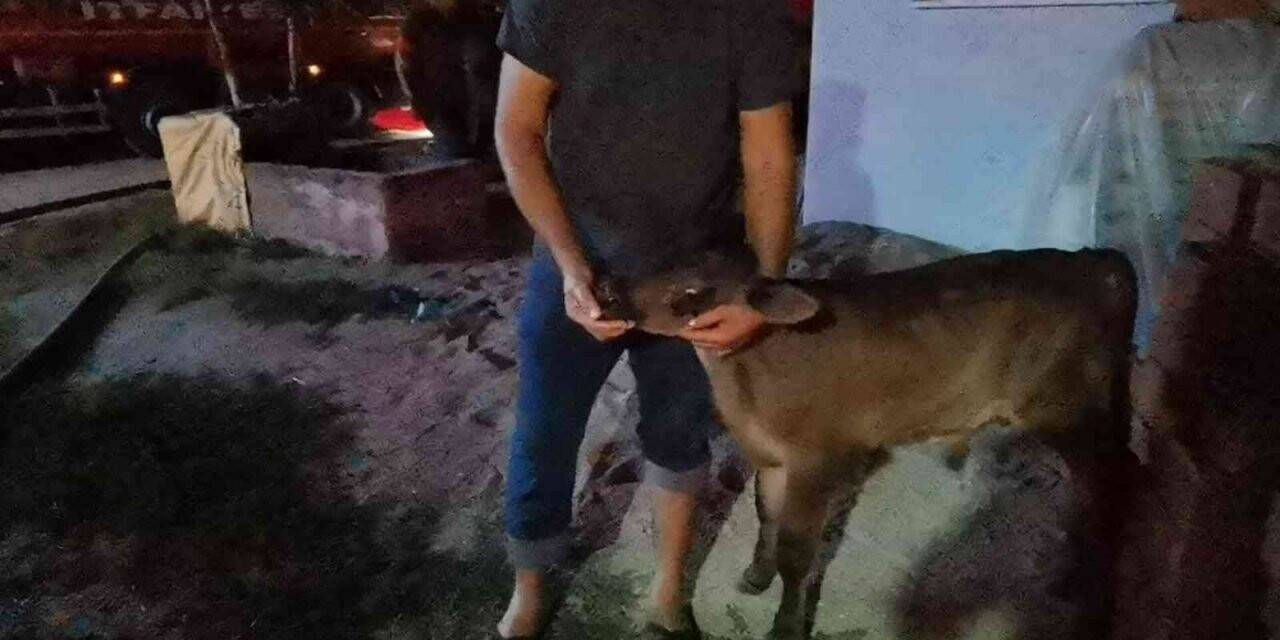 Ahır yangınında inanılmaz kurtuluş