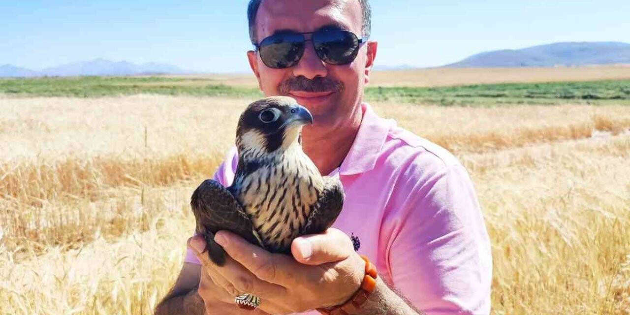 Yol kenarında yaralı buldukları doğana yardım eli uzattılar