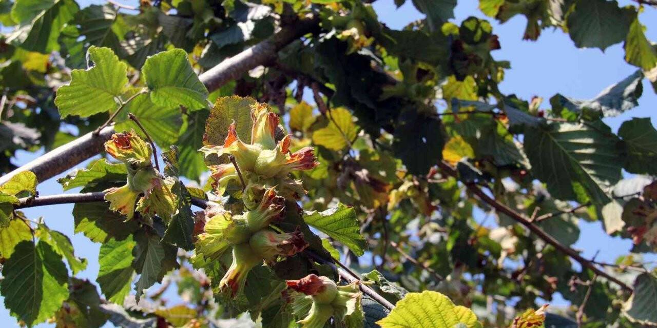Serbest piyasada, fındık fiyatı TMO’yu geçebilir