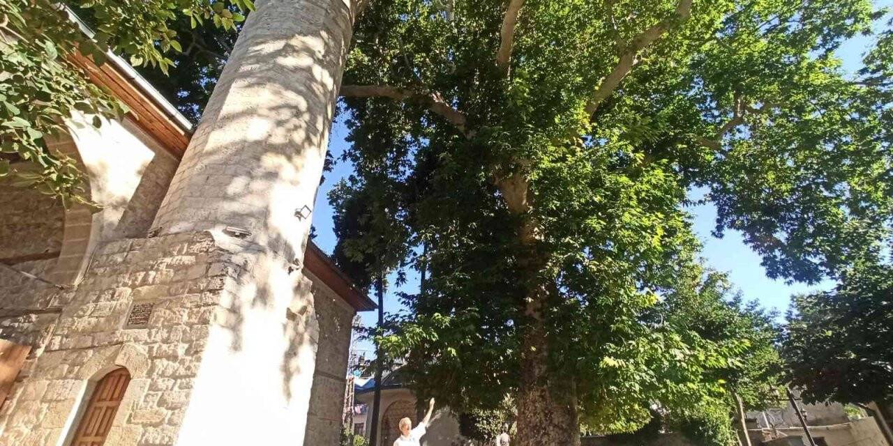 Bektutiye Camii’nin asırlık çınarla komşuluğu
