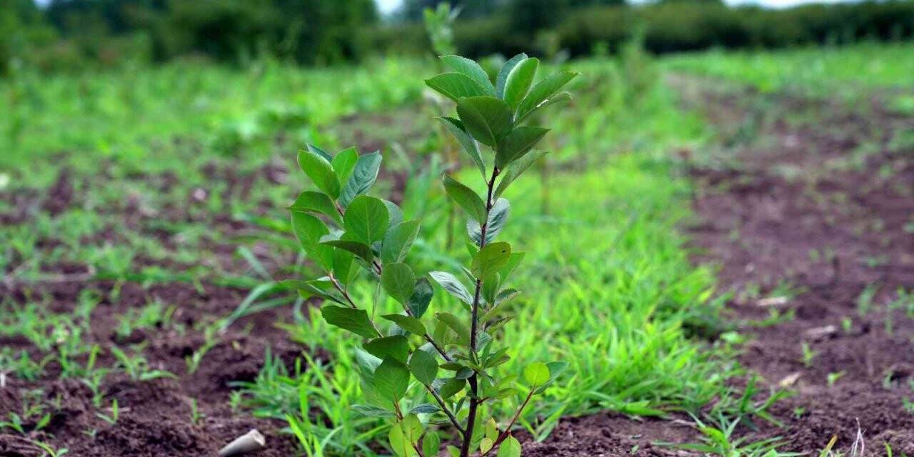 Geleceğin meyvesi ‘aronya’ Samsun’da üretiliyor