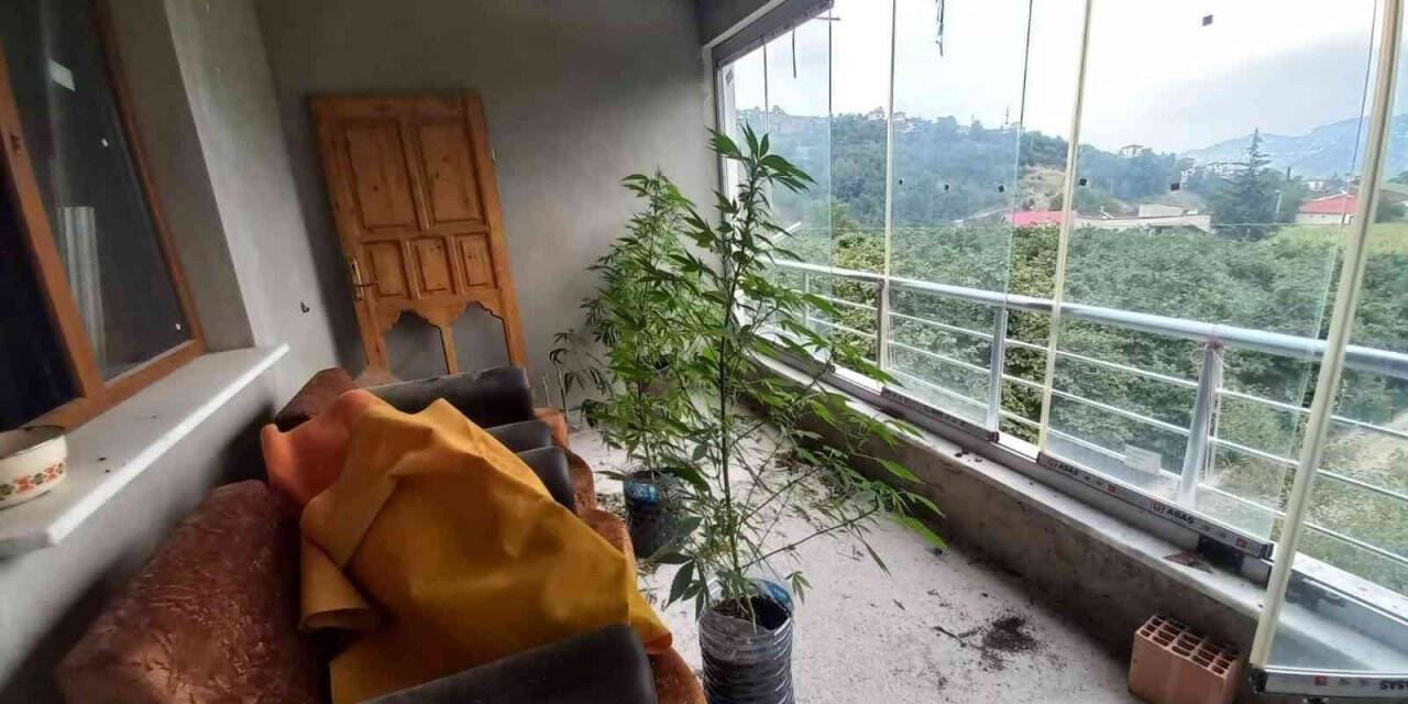 Evinin üst katında yetiştirdiği kenevir jandarmaya takıldı