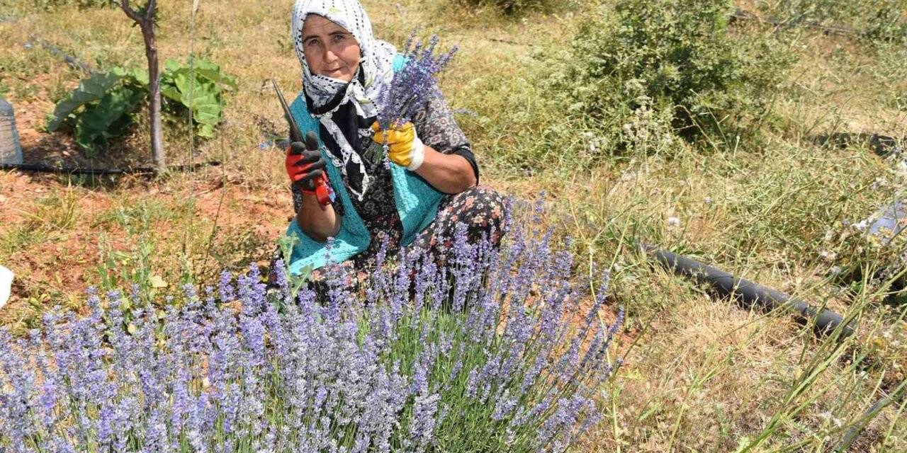 Arıkaya’da mor bereket