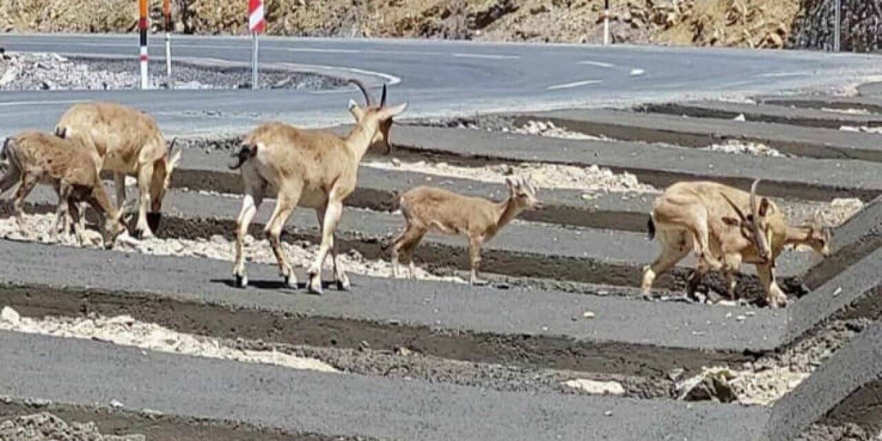 Hakkari’de dağ keçisi sürüsü yola indi