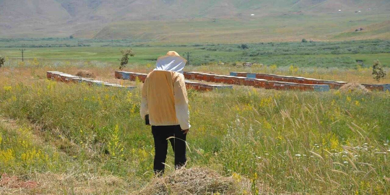 Şırnak’ta 700 ton baldan 150 milyon lira gelir hedefleniyor