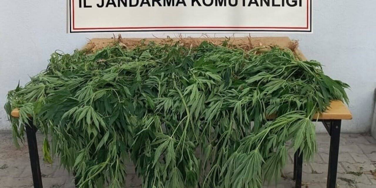 Korkuteli’de jandarma 30 kök kenevir ele geçirdi