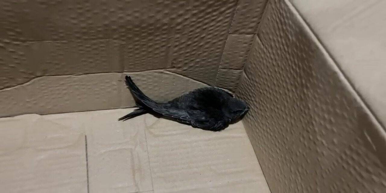 İlk başta kırlangıç sandı, araştırıp öğrenince yoğun duygular yaşadı